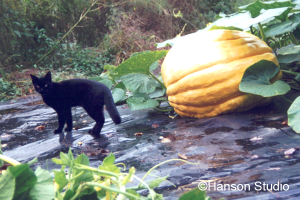 Cat and Pumpkin